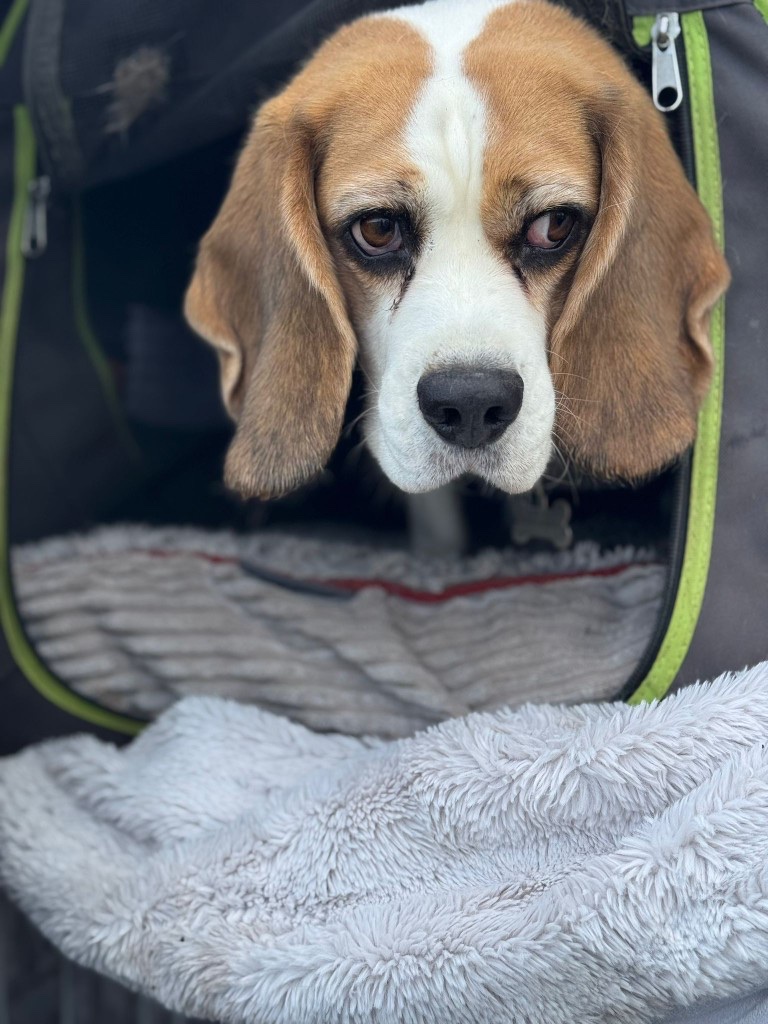 Rox, Jenny's beagle, ready for emergency transport to Spain